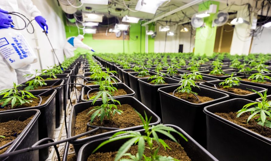 Семена конопли Auto Somango feminised от Ganja Seeds