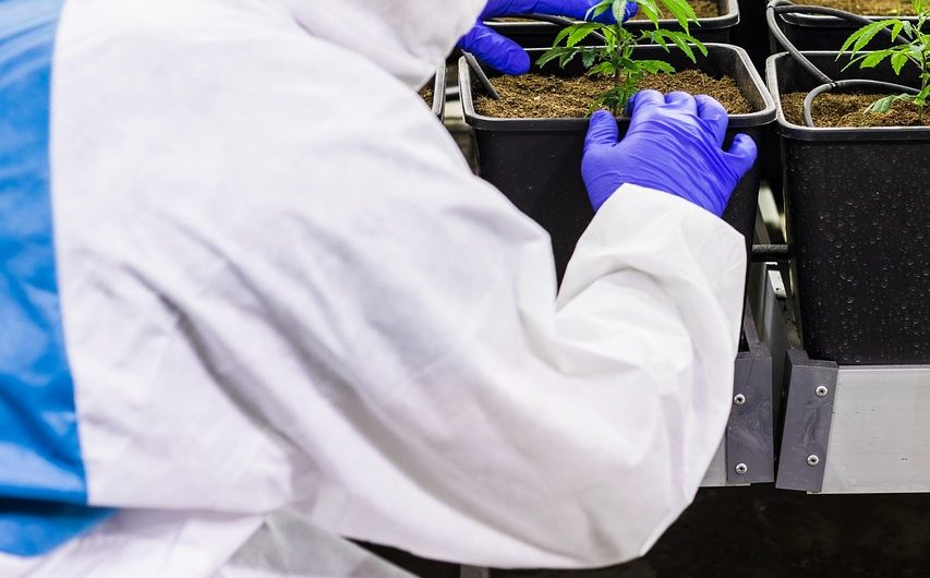 Семена конопли Jamaican Blueberry BX regular от Philosopher Seeds