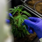 Как заказать и хранить семена конопли images365.jpg