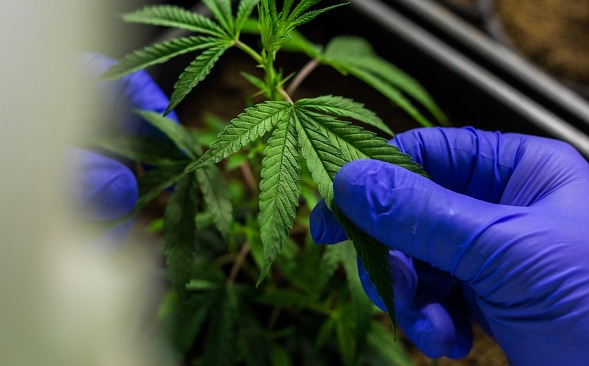 Как заказать и хранить семена конопли