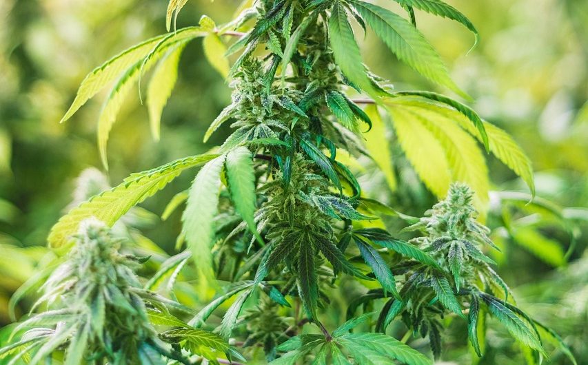 Семена конопли как ценный продукт питания и их применение