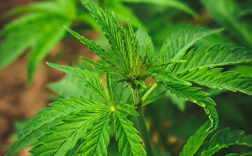 Использование семени конопли для рыбалки