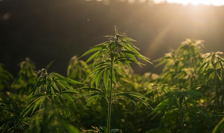 Семена марихуаны в Донецке: особенности и перспективы использования