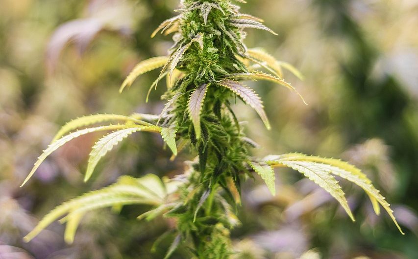 Семена конопли полезные свойства и применение