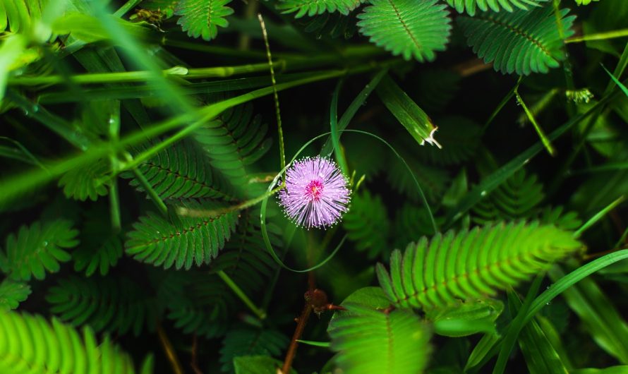 Семена Конопли Питание и Преимущества для Здоровья