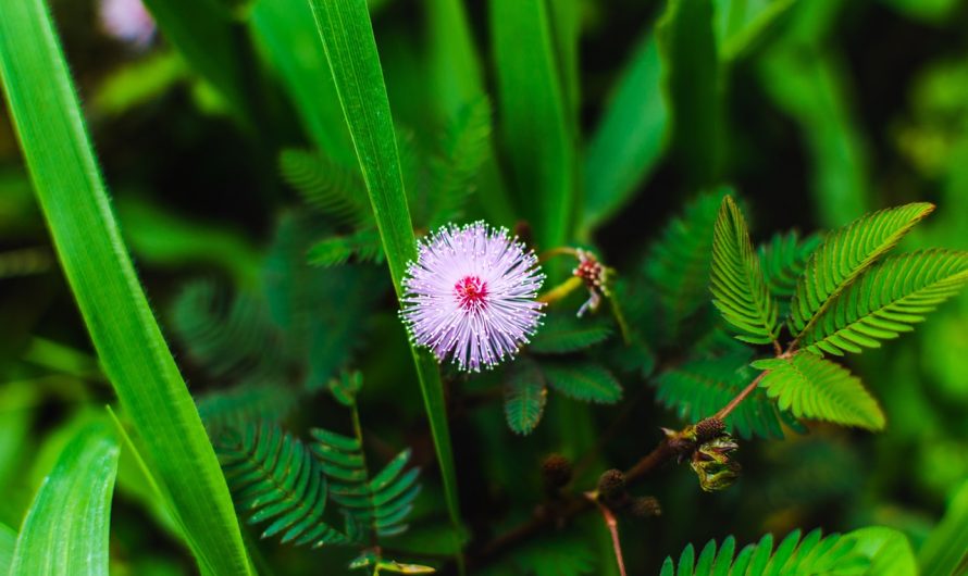 Проращивание семян марихуаны и уход за проростками
