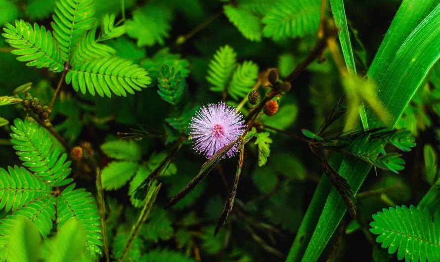 Семена конопли Laughing Buddha feminised от Barneys Farm