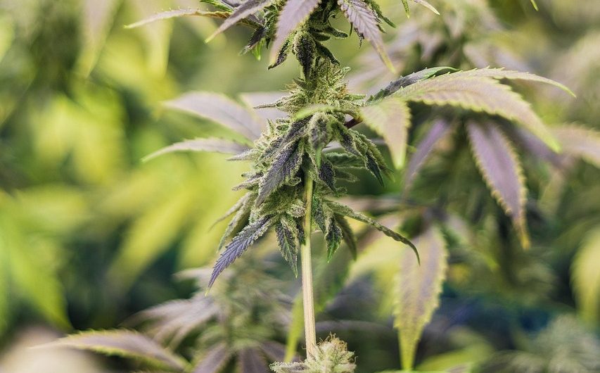 Семена конопли в Красноярске: применение и законодательство