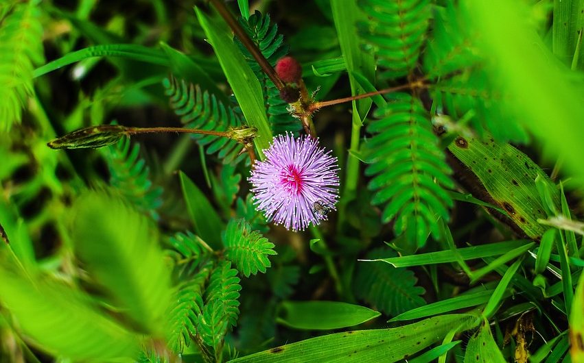 Покупка семян марихуаны в Перми: аспекты и риски