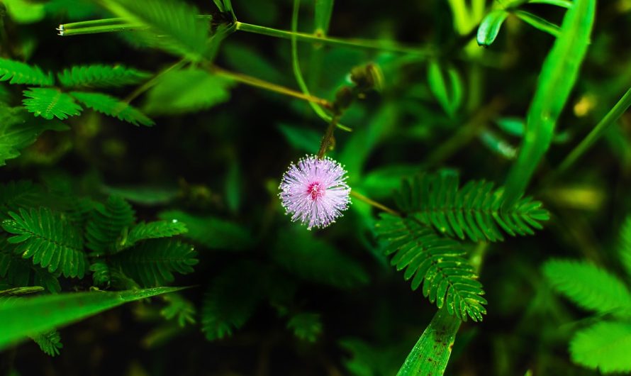 Полезные свойства и применение семян конопли
