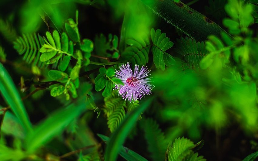Семена конопли полезные свойства и применение