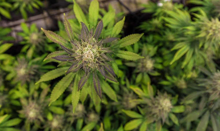 Сорт конопли Auto Sweet Skunk от Ganja Seeds