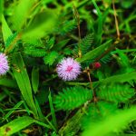 Купить Семена Конопли в Туле: Подробное Руководство images390.jpg