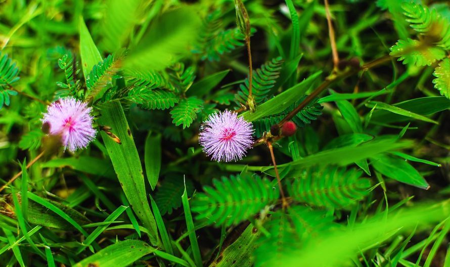 Купить Семена Конопли в Туле: Подробное Руководство