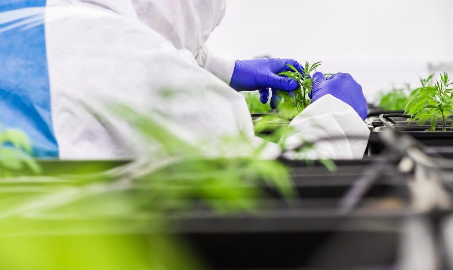 Семена конопли Auto Vertigo feminised от Ganja Seeds