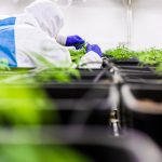 Семена конопли Auto Colorado Cookies feminised Ganja Seeds images395.jpg