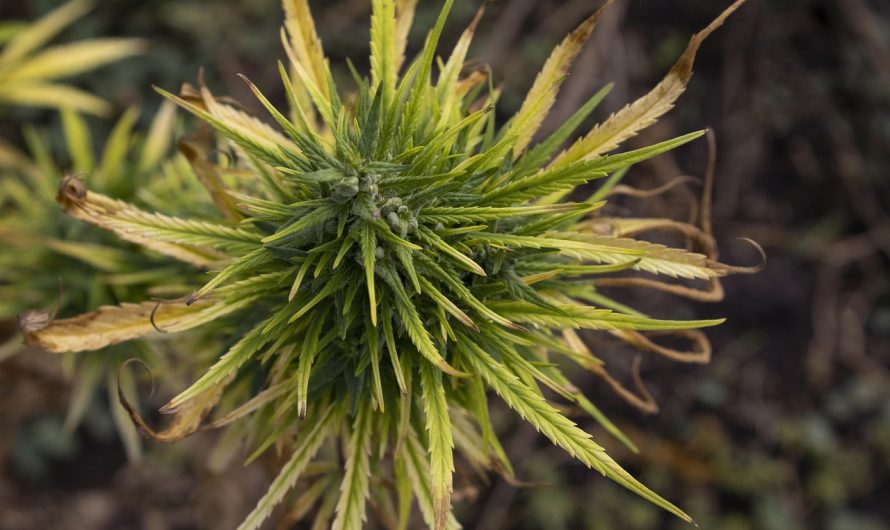 Как правильно принимать семя конопли для здоровья