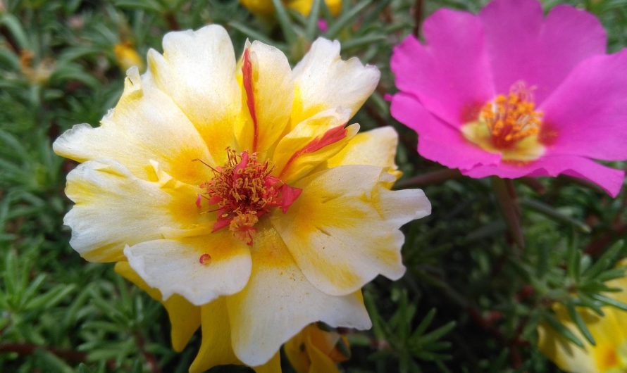 Законодательство о семенах марихуаны