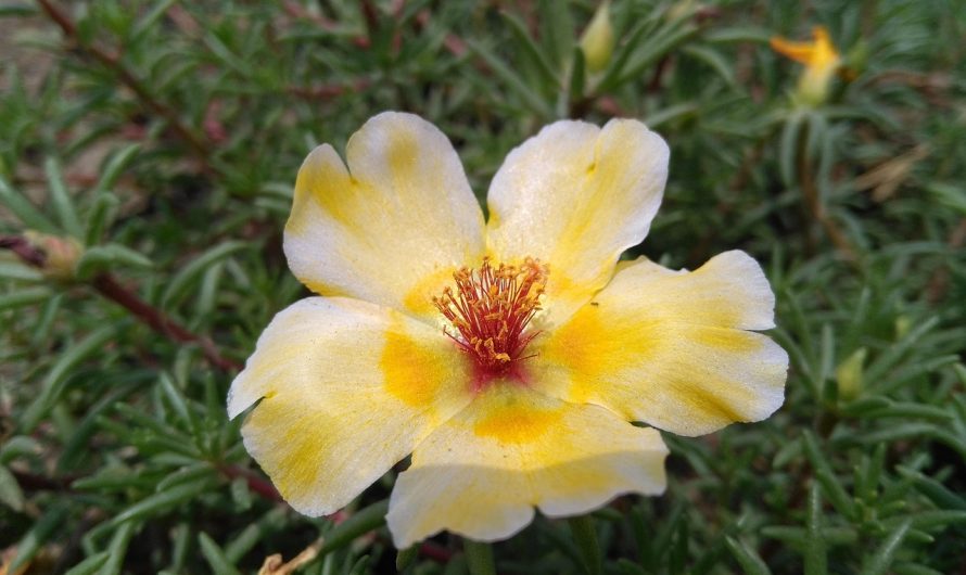 Выбор качественных семян марихуаны