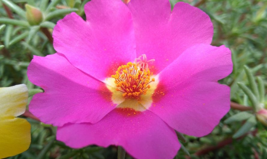 Покупка и хранение семян конопли