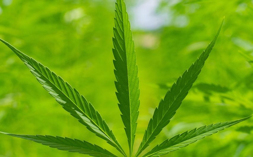 Семена конопли полезные свойства и где купить в Твери