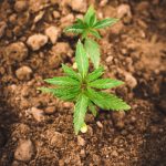 Семена конопли Auto Mass feminised от Ganja Seeds images409.jpg