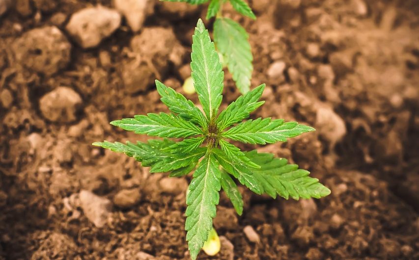 Семена конопли Auto Mass feminised от Ganja Seeds