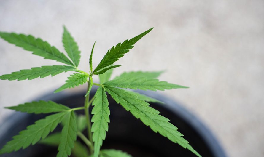 Семена конопли Ice feminised от Nirvana Seeds