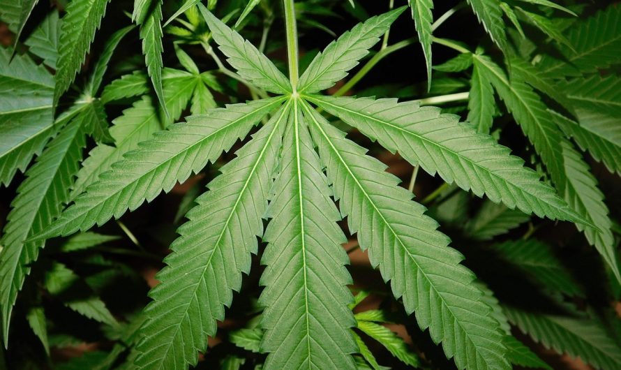 Как найти магазин семян конопли и выбрать качественные семена