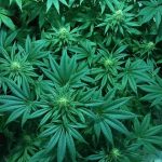 Семена конопли Blackberry feminised от Nirvana Seeds images422.jpg