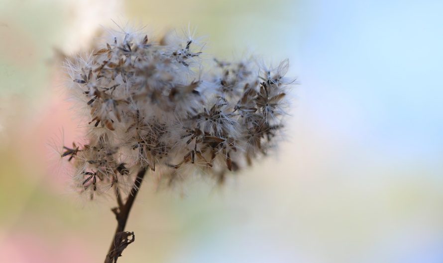 Семена конопли Auto Mix feminised от RuSeeds