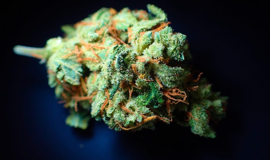 Семена конопли полезные свойства и применение в медицине и кулинарии