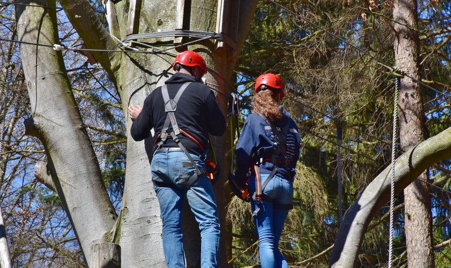 Сравнение семян конопли различных сортов и поставщиков