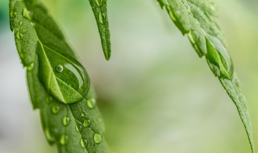 Каша с семенами конопли кулинарный шедевр на вашей кухне