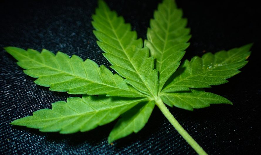 Сорт конопли Auto Cheese feminised от Ganja Seeds