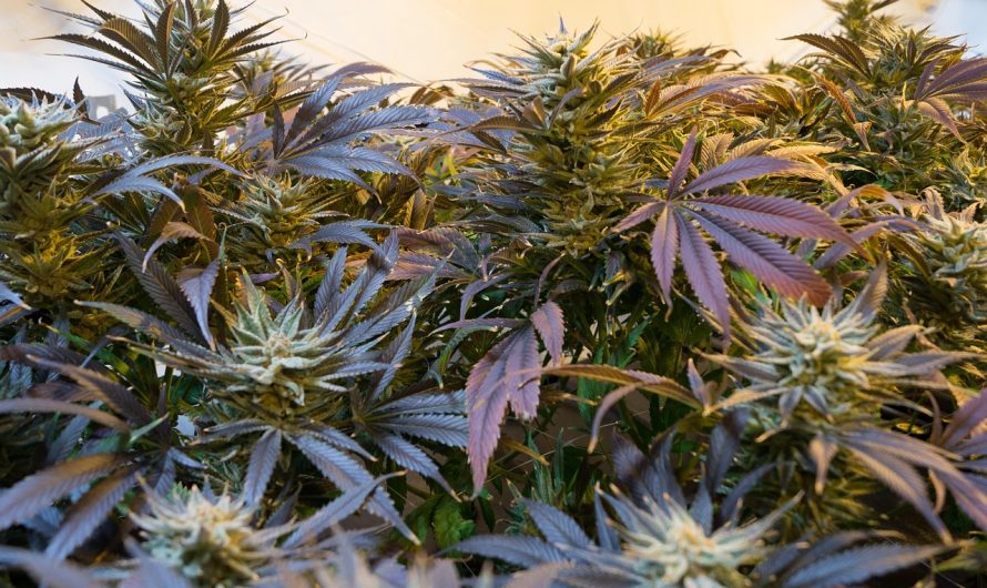 Выращивание семян марихуаны с помощью гидропоники