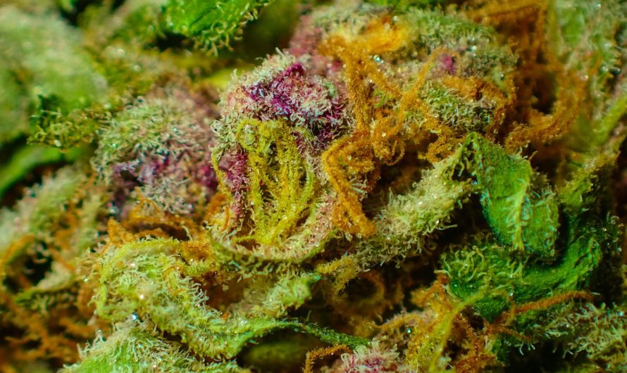 Семена конопли и семена чиа сравнение и полезные свойства