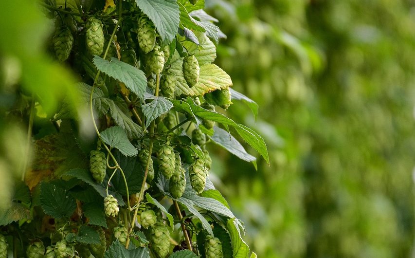 Покупка семян конопли в аптеке и альтернативные варианты приобретения