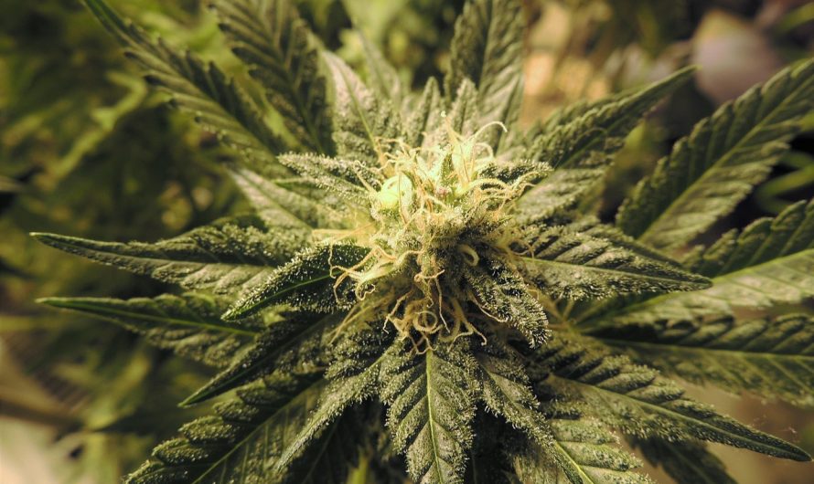 Покупка семян конопли в интернет магазине особенности и преимущества