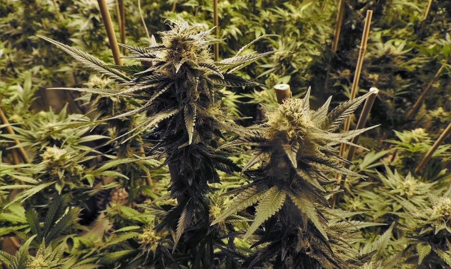 Семена конопли Chemdawg regular от Humboldt Seeds