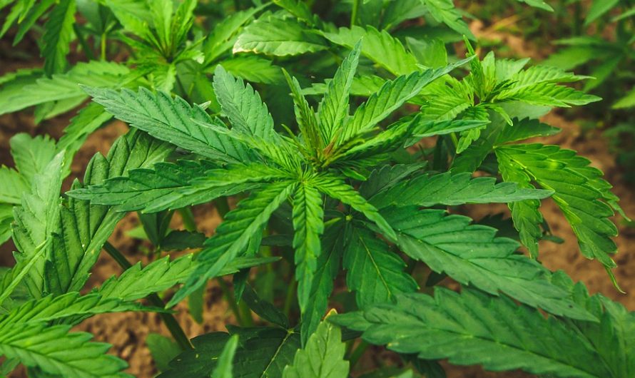 Семена конопли Auto Lemon OG Haze feminised от Nirvana Seeds