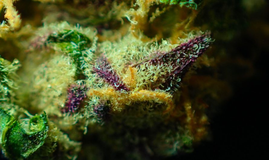 История и перспективы возделывания конопли в России