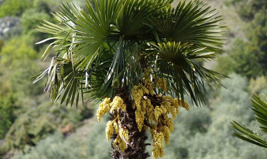 Покупка семян конопли онлайн: преимущества и особенности