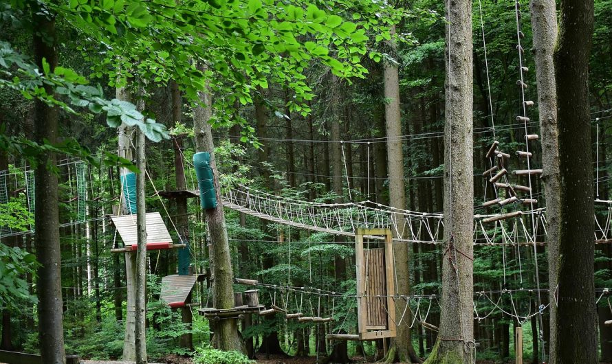 Преимущества и применение семян конопли в питании и здоровье