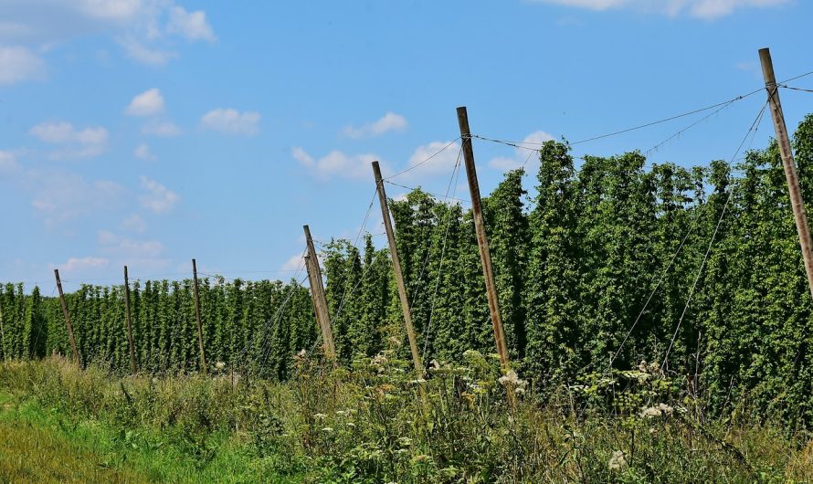 Семена конопли Чуйской долины характеристики и преимущества использования