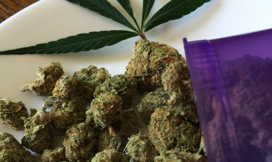 Питательная ценность и преимущества семян конопли для попугаев