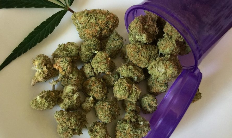 Семена конопли ценный продукт с широким спектром применения