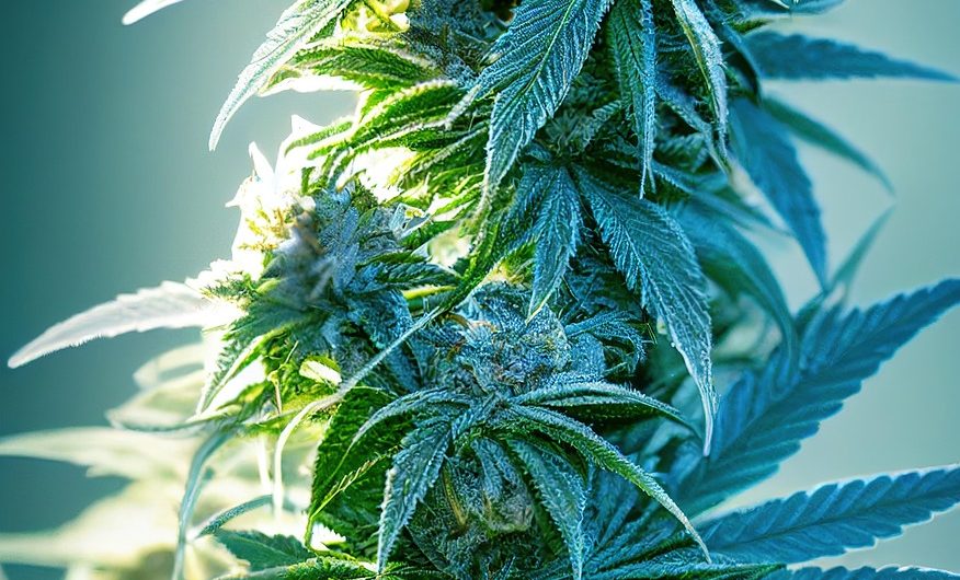 Где купить семена конопли по выгодной цене