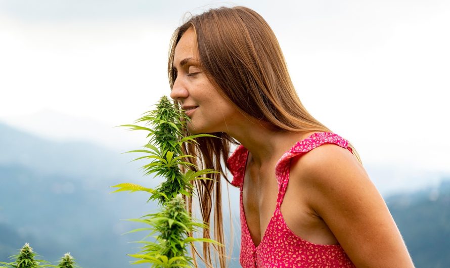 Полезные свойства и применение семян конопли в кулинарии и медицине