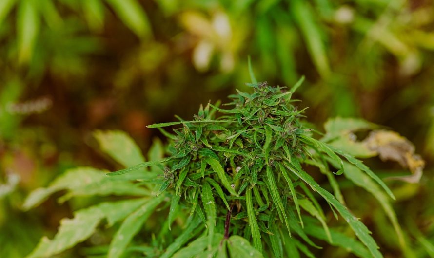 Семена марихуаны и их культивирование